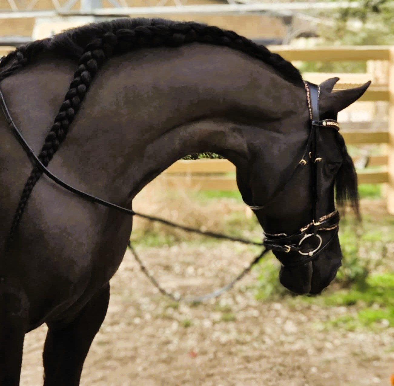 Friesian TARA - Sold